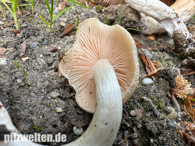 Schlehenrötling, Blasser Frühlingsrötling, Entoloma sepium