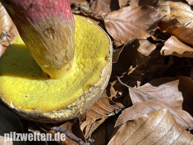 Schönfußröhrling, Caloboletus calopus