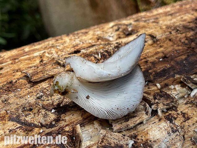 Sommer-Austernseitling, Pleurotus ostreatus forma florida
