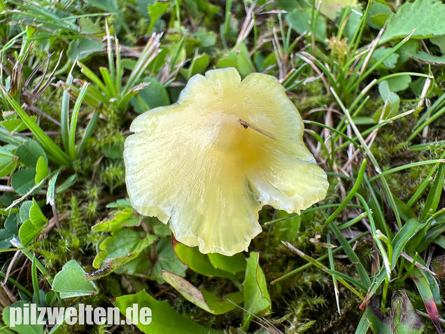 Safrangelber Saftling, Hygrocybe acutoconica