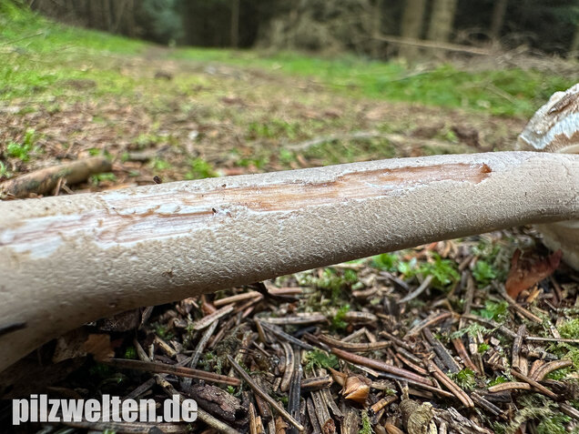 Sternschuppiger Riesenschirmling, Grobscholliger Riesenschirmling, Macrolepiota rhodosperma