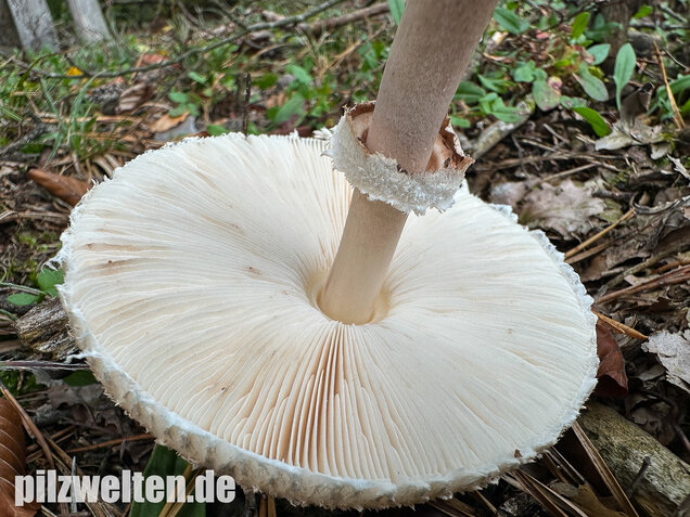 Sternschuppiger Riesenschirmling, Grobscholliger Riesenschirmling, Macrolepiota rhodosperma