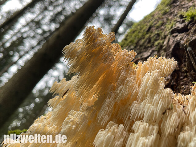 Tannenstachelbart, Hericium flagellum