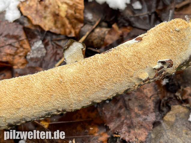 Veränderlicher Spaltporling, Schizopora paradoxa