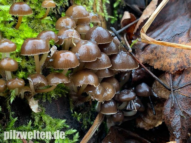 Winter-Helmling, Mycena tintinnabulum