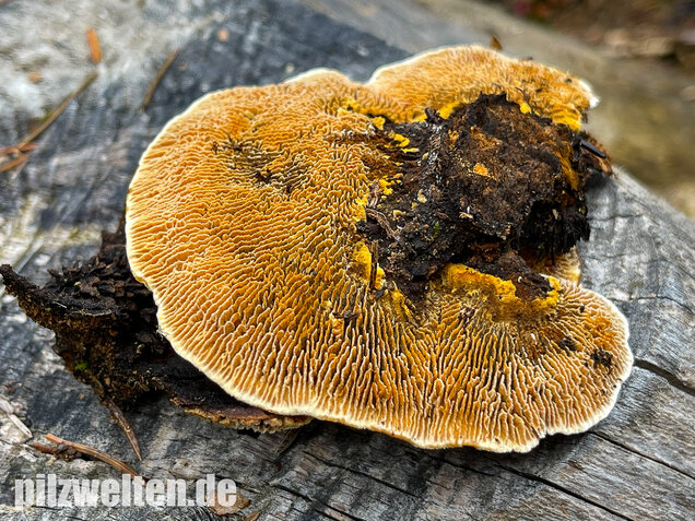 Zaunblättling, Gloeophyllum sepiarium