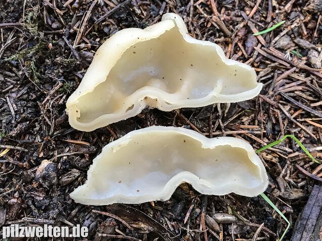 Blasiger Becherling, Peziza vesiculosa