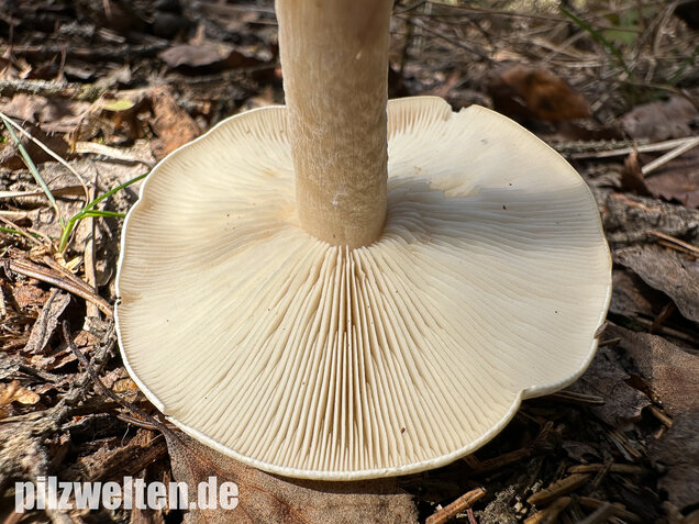Bleiweißer Trichterling, Fichtentrichterling, Clitocybe phyllophila