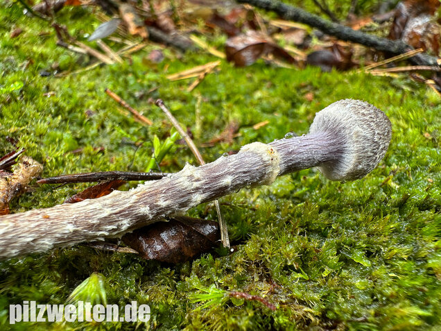 Duftender Gürtelfuß, Pelargoniengürtelfuß, Cortinarius flexipes