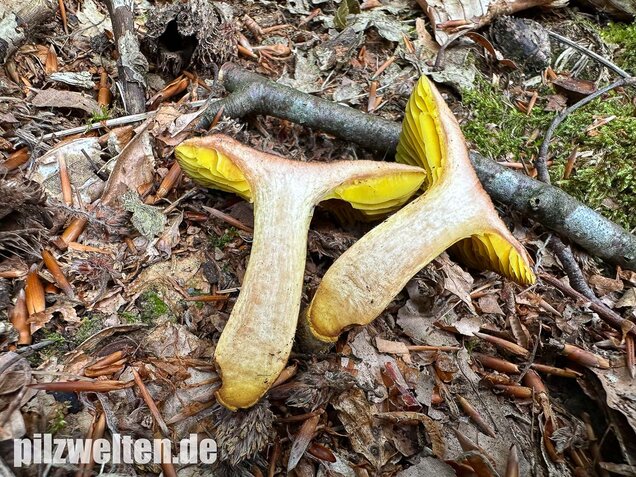 Europäisches Goldblatt, Phylloporus pelletieri
