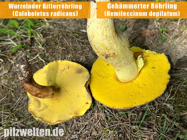 Gehämmerter Röhrling, Hemileccinum depilatum