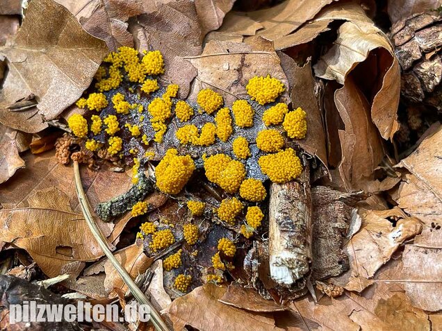 Gelber Eierschleimpilz, Physarum virescens