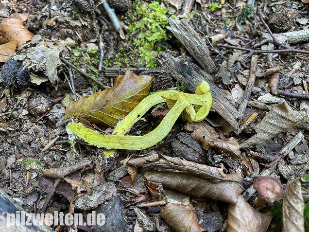Gemeiner Schwefelritterling, Tricholoma sulphureum