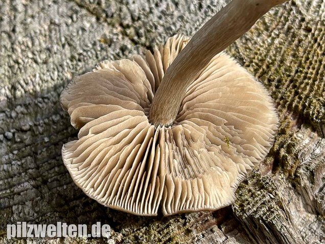 Geradrandiger Rötling, Entocybe turbida