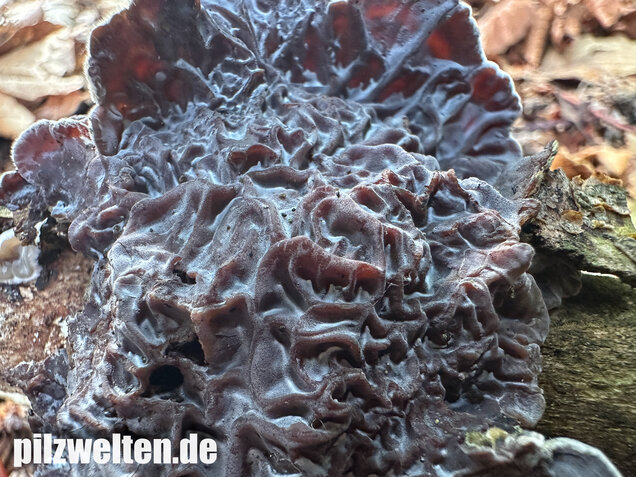 Gezonter Ohrlappenpilz,  Auricularia mesenterica