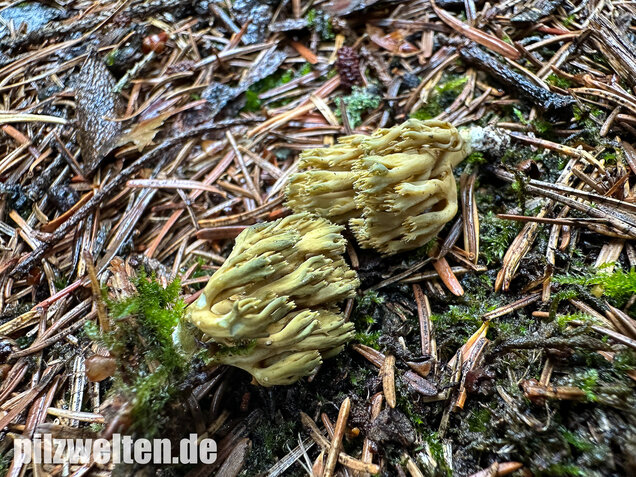 Grünfleckige Fichtenkoralle, Phaeoclavulina abietina