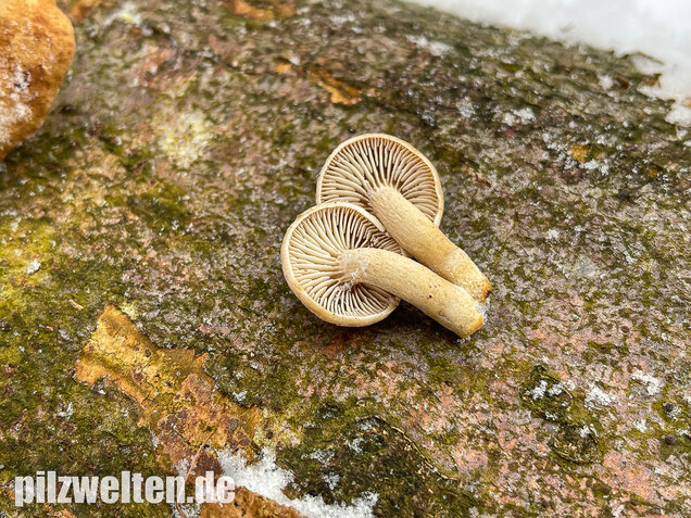 Harziger Sägeblättling, Neolentinus adhaerens