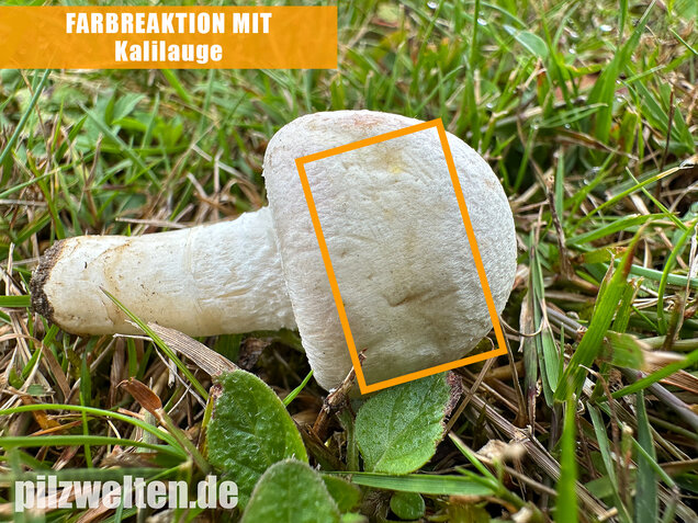 Wiesenchampignon, Wiesenegerling, Erdgürtel, Agaricus campestris