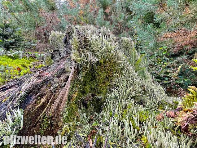 Keulenflechte, Cladonia coniocraea
