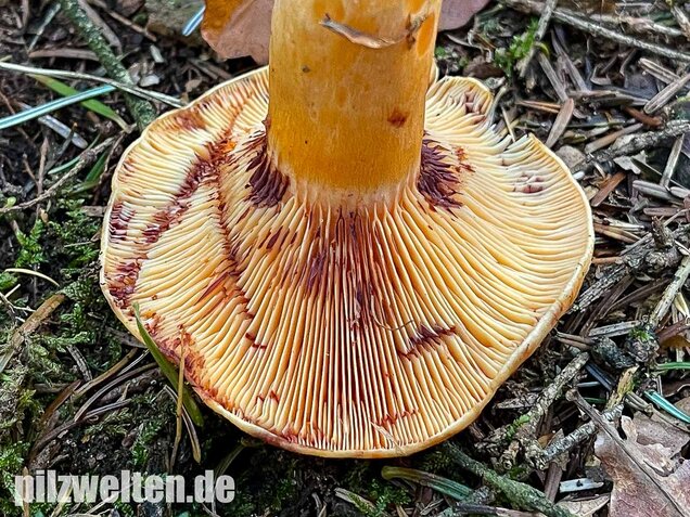 Lachsreizker, Lactarius salmonicolor