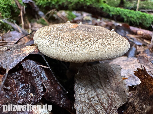 Maiporling, Bewimperter Stielporling, Lentinus substrictus