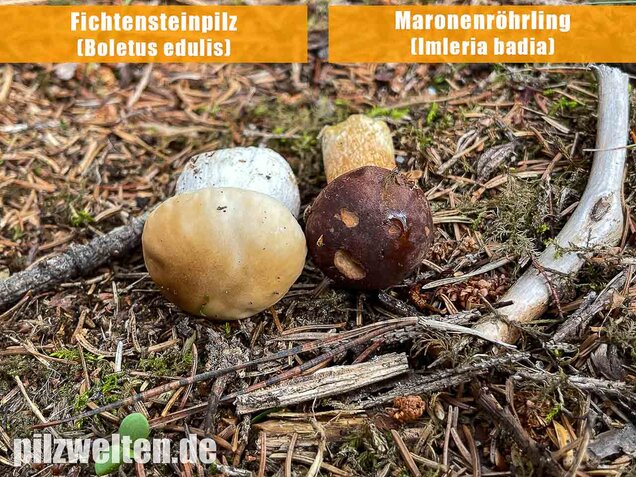 Maronenröhrling, Imleria badia