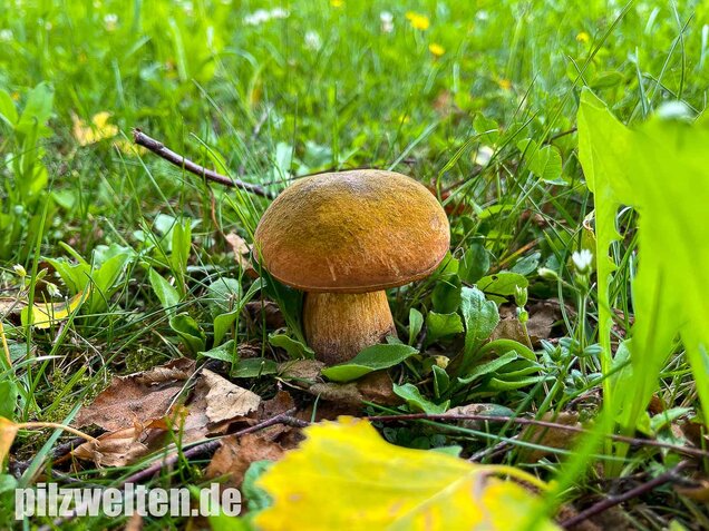 Netzstieliger Hexenröhrling, Suillellus luridus