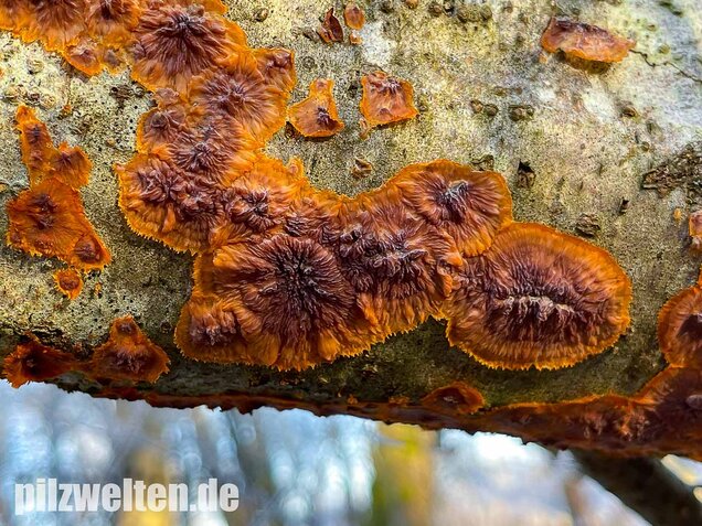 Orangeroter Kammpilz, Phlebia radiata