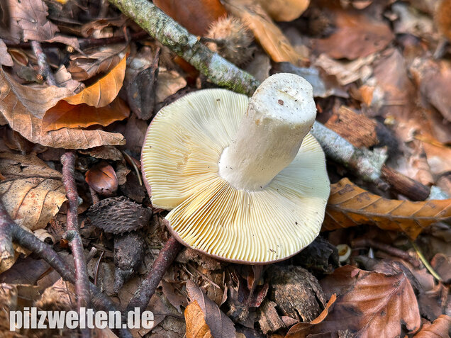 Papageitäubling, Kleiner Frauentäubling, Russula ionochlora