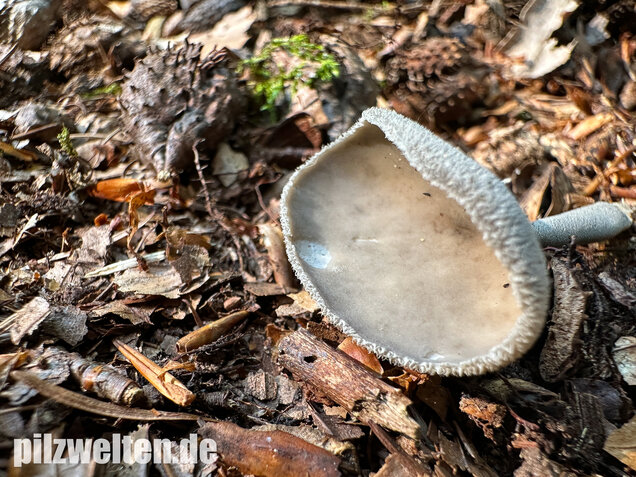 Langstielige Becherlorchel, Grauer Langfüßler, Helvella macropus