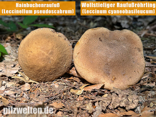 Hainbuchenraufuß, Leccinellum pseudoscabrum