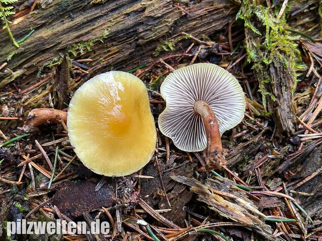 Rauchblättriger Schwefelkopf, Hypholoma capnoides