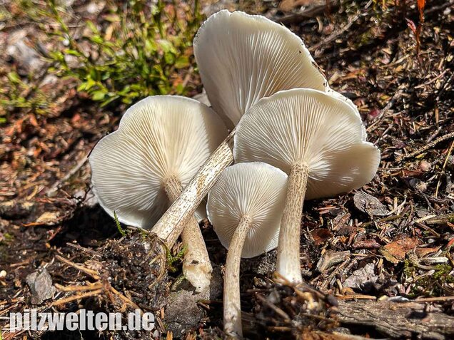 Raustielweichritterling, Melanoleuca verrucipes