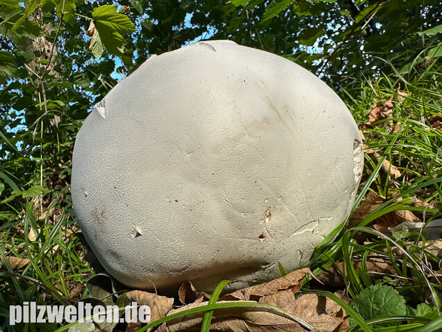 Riesenbovist, Calvatia gigantea