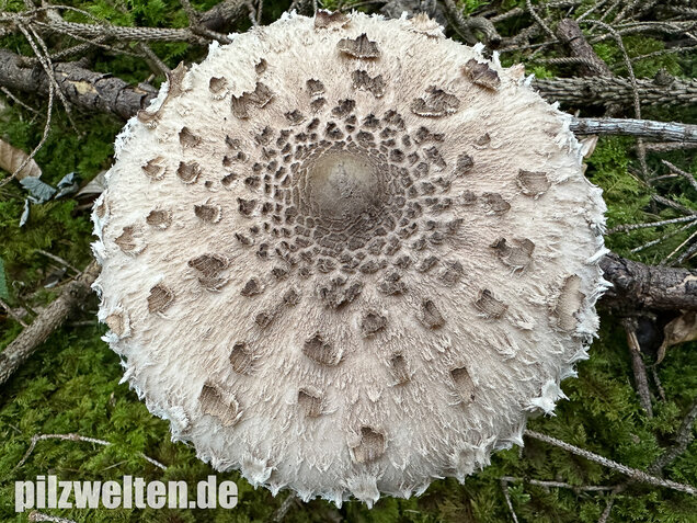 Riesenschirmling, Parasol, Macrolepiota procera