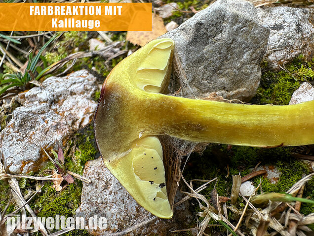 Stinkender Schleimkopf, Gelber Schleimkopf, Phlegmacium mussivum