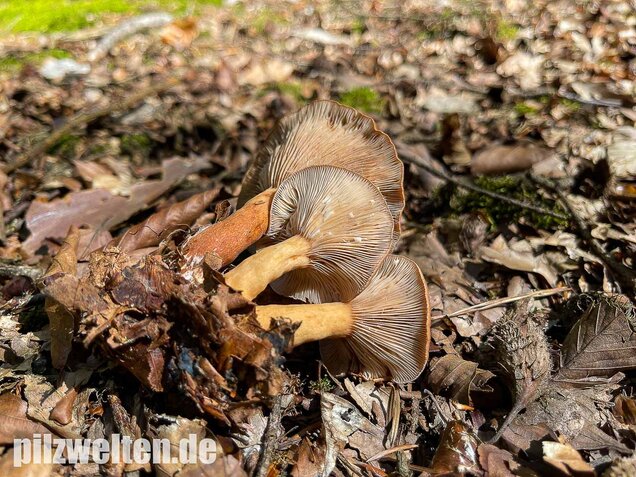 Süßlicher Buchenmilchling, Lactarius subdulcis