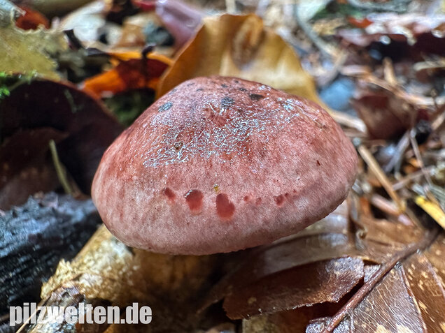 Weinroter Purpur-Schneckling, Hygrophorus capreolarius