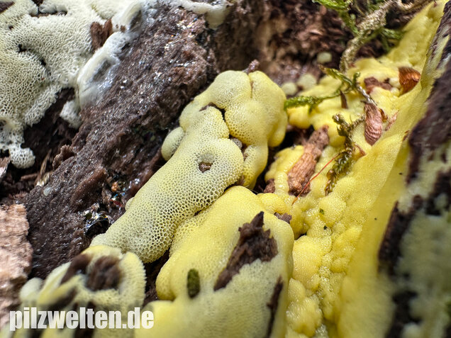 Weißgelbes Netzpolster, Ceratiomyxa porioides