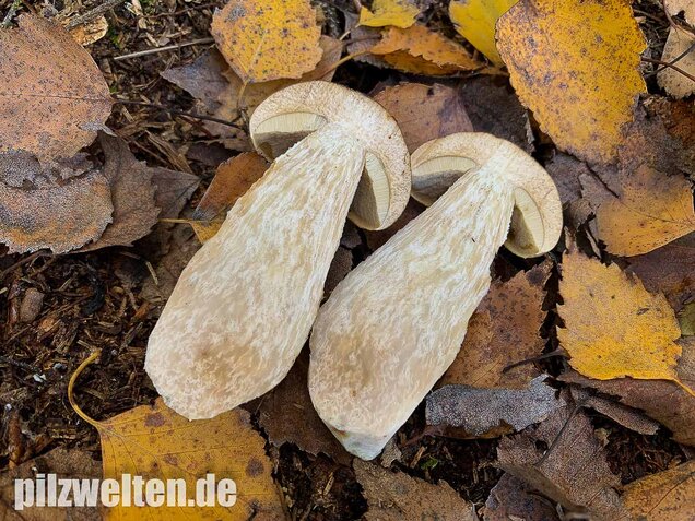 Wollstieliger Raufußröhrling, Leccinum cyaneobasileucum