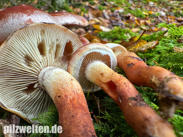 Ziegelroter Schwefelkopf, Hypholoma lateritium