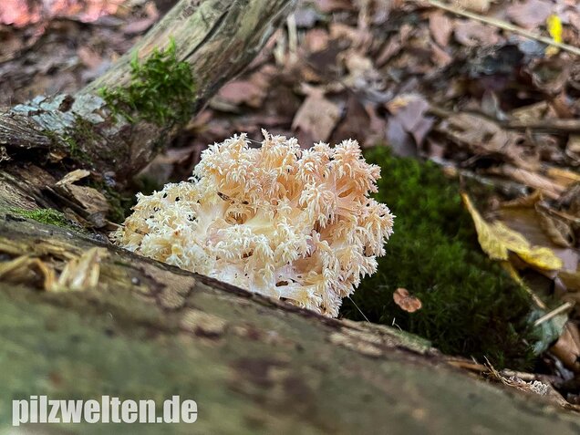 Ästiger Stachelbart, Hericium coralloides