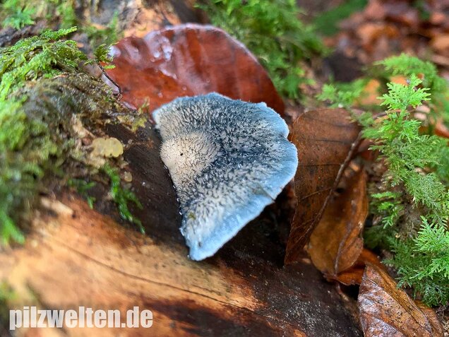 Blauender Saftporling, Postia caesia