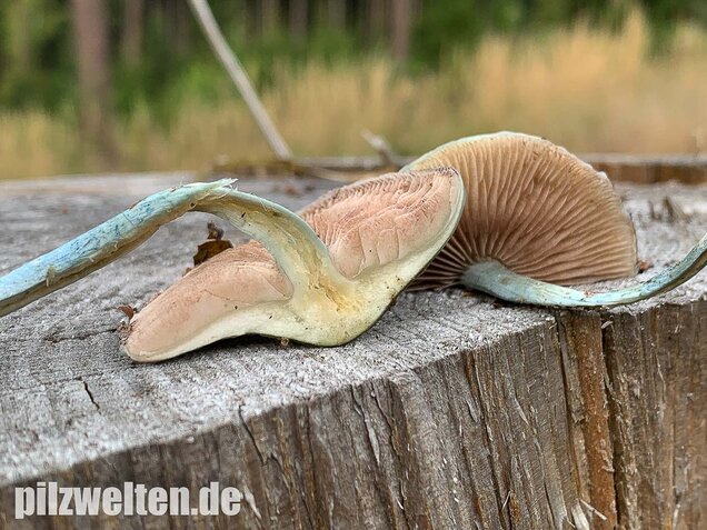 Blauer Träuschling, Stropharia caerulea