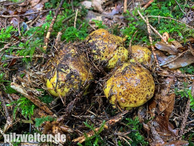 Dottergelber Klumpfuß, Cortinarius meinhardii