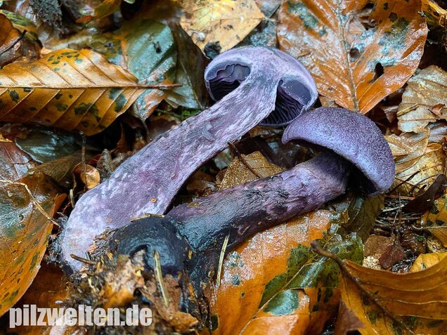 Dunkelvioletter Schleierling, Cortinarius violaceus