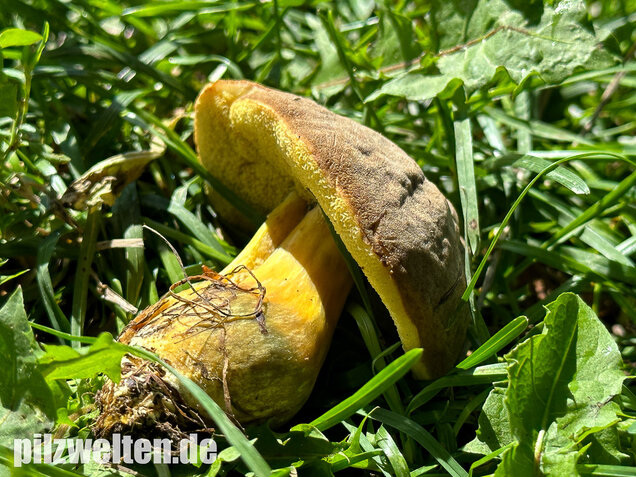 Eichenfilzröhrling, Hortiboletus engelii