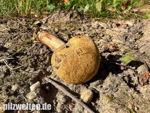 Erlengrübling, Gyrodon lividus