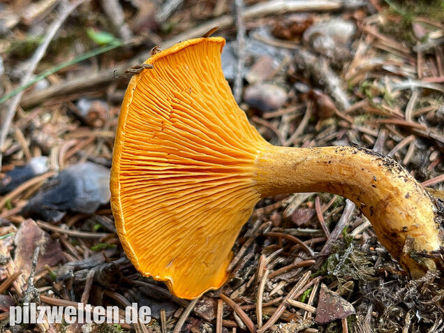 Falscher Pfifferling, Afterleistling, Hygrophoropsis aurantiaca