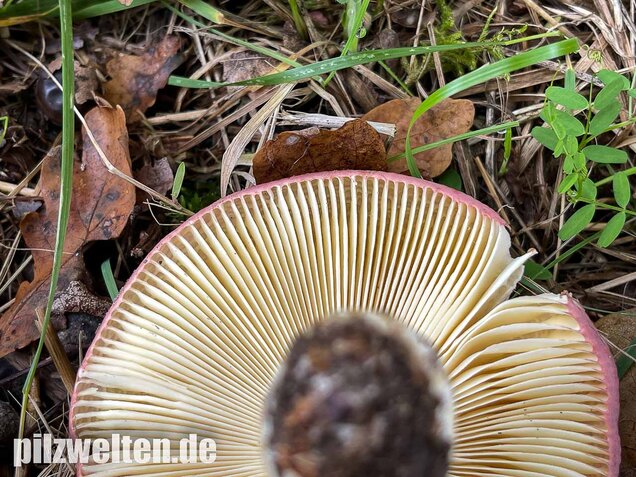 Heringstäubling, Fleischfarbener Heringstäubling, Russula xerampelina